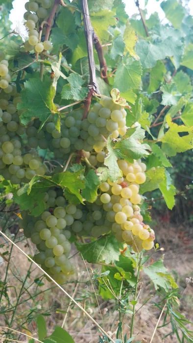 Продавам грозде Совиньон Блан