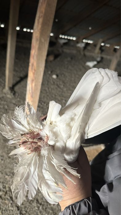 Голубь(кептер)