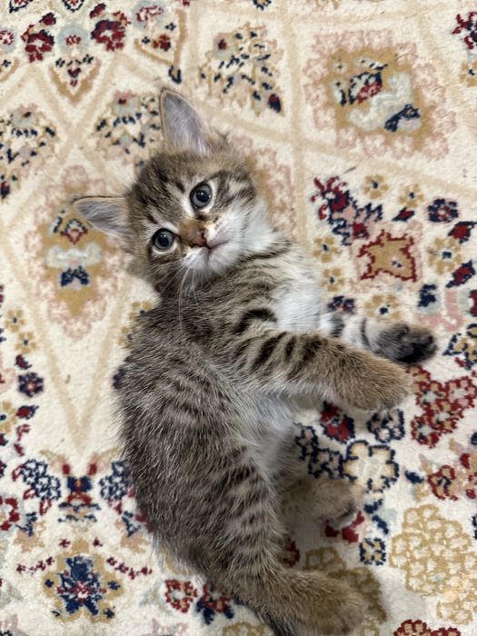 Котята мысықтар