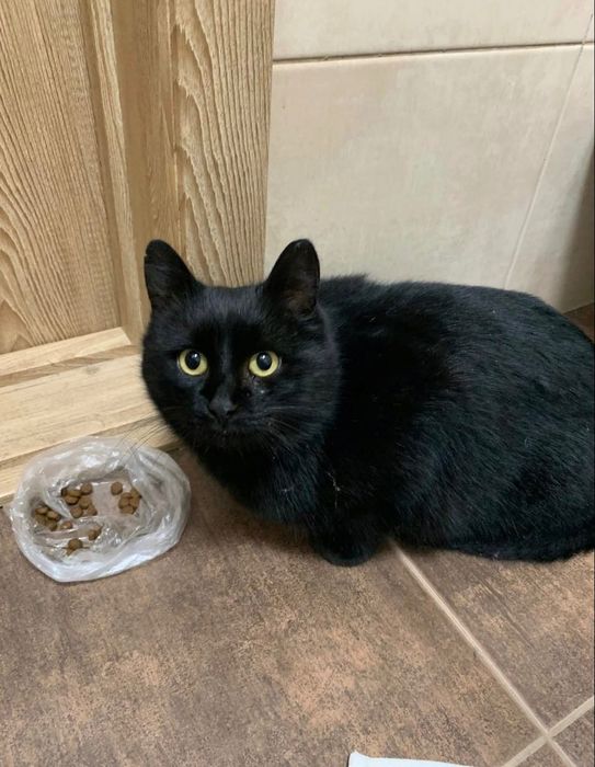 Кошечке нужен дом