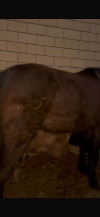 лошадь байтал……..