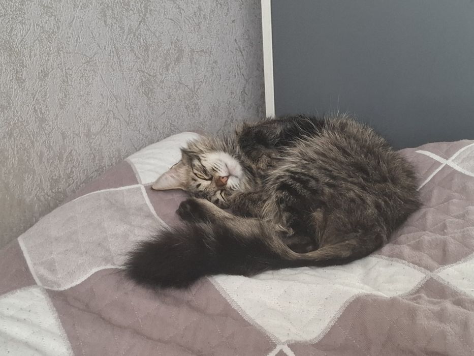 Отдам кошечку ( Мию ) в добрые руки