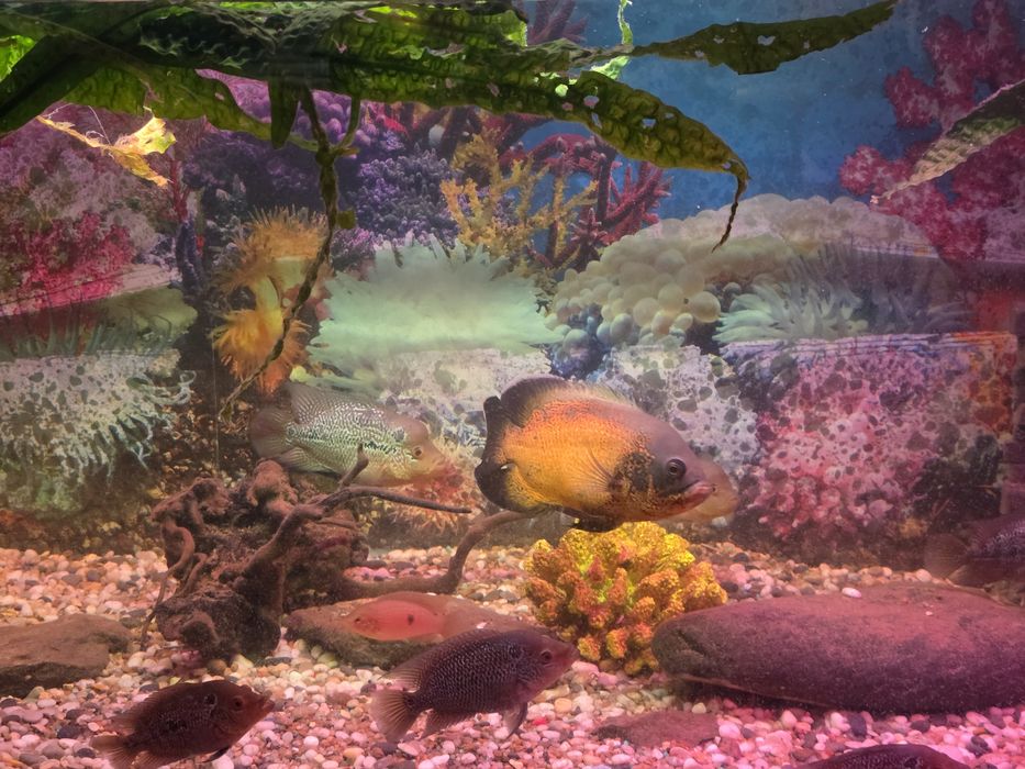 Продам аквариум с рыбками