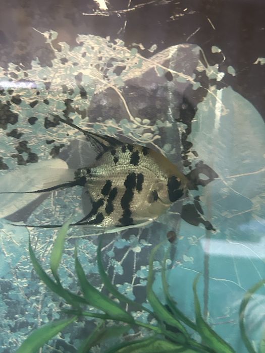 Продам большой аквариум вместе с рыбками