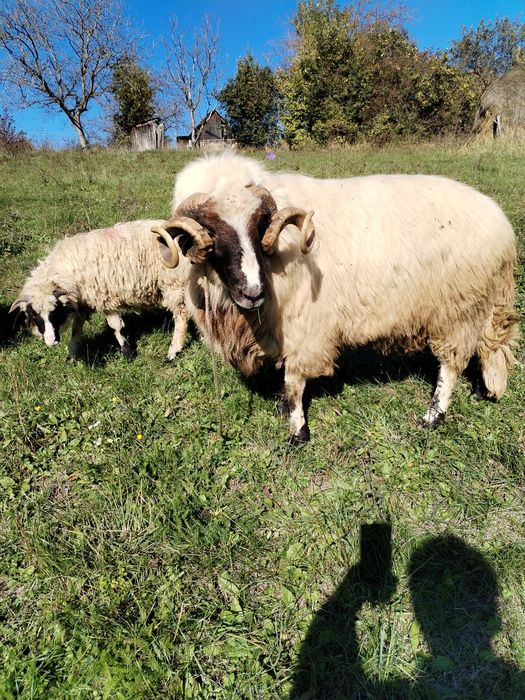 Vând mior și berbecuți