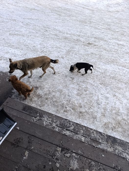 Шенки бесплатно.