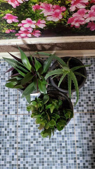 Продам комнатные цветы