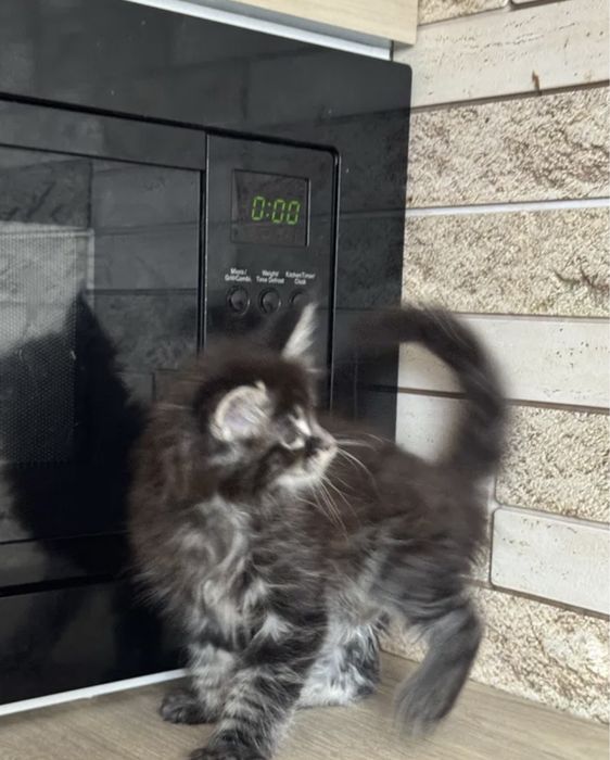 Мейн Кун  котёнок