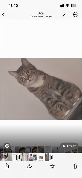 Отдадим кота 2 года беслатно