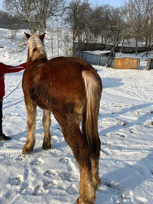 De vânzare mânz (armăsar )
