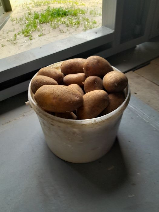 Продам картофель