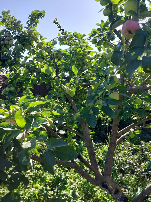 Продам дачу 7 соток