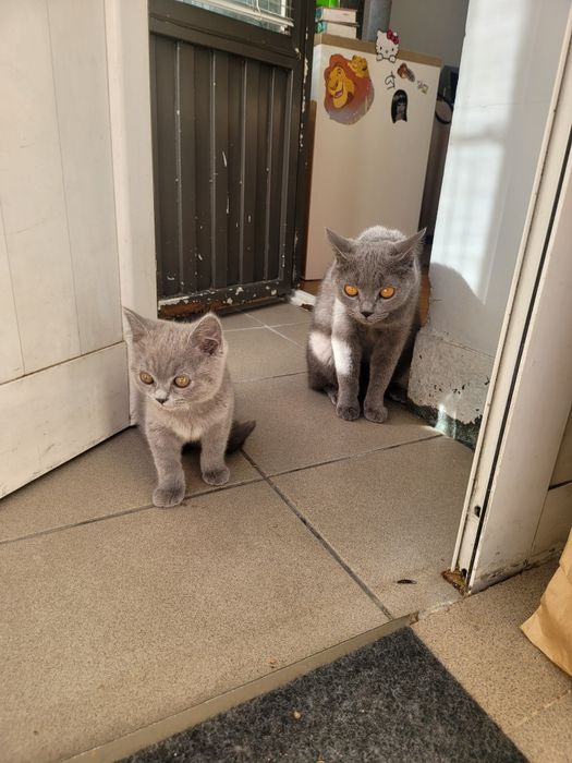 Британска котка, Породиста с паспорт