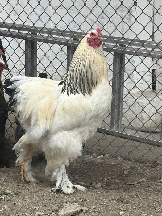 Cocoș brahma de vanzare