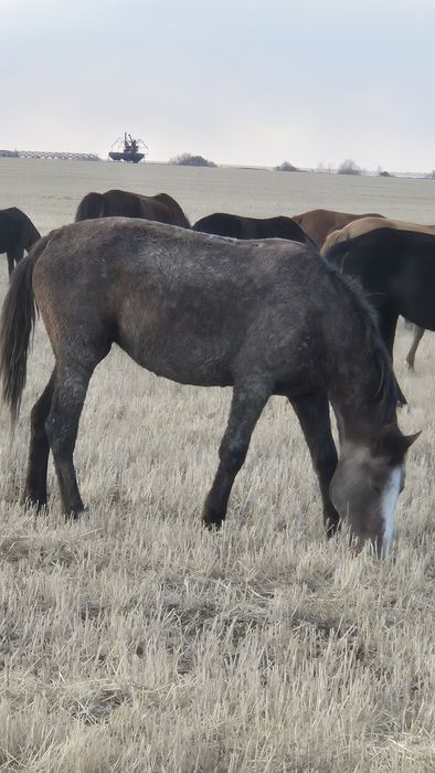 Продам кобыл. Байтал.