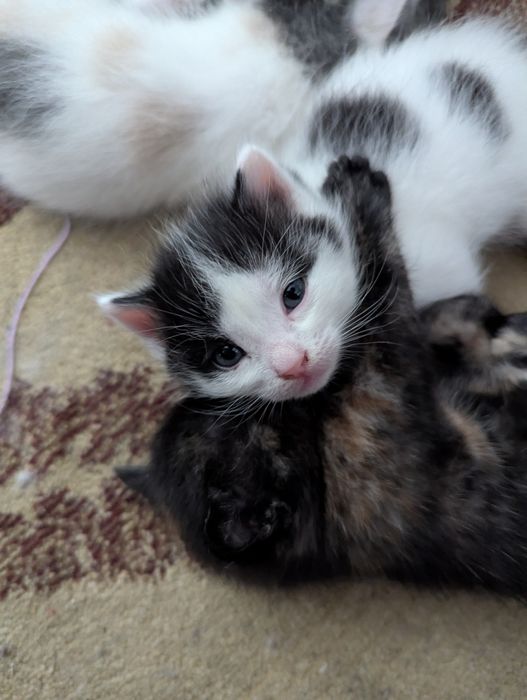 Отдам котят в добрые руки