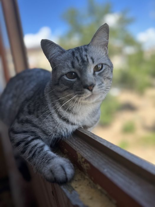 Продам 15000 котику 9 мес