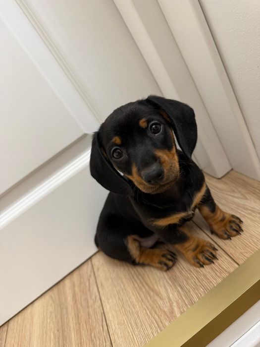 Cățelușă Teckel (Dachshund  disponibilă pentru vânzare