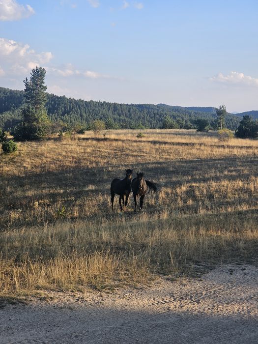 Prodavat se dvama bratq 2 i 3 godini