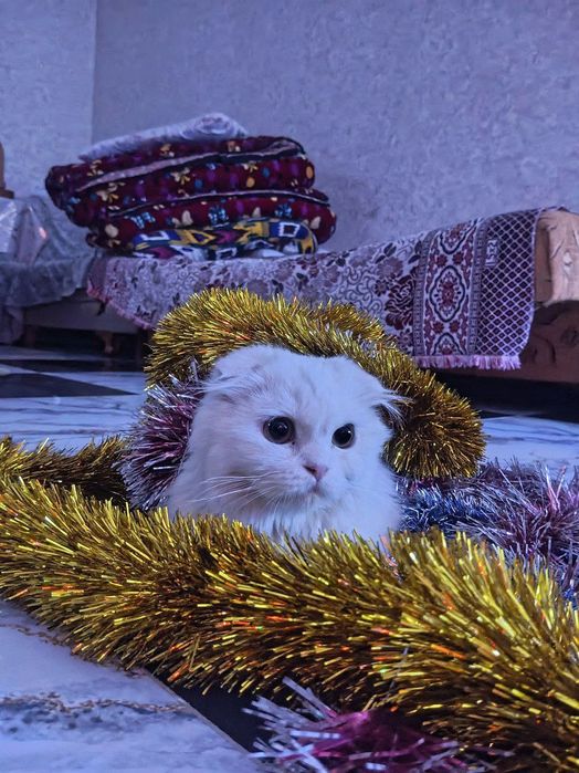 !ВЯЗКА! Породистый Хайленд Фолд на вязку