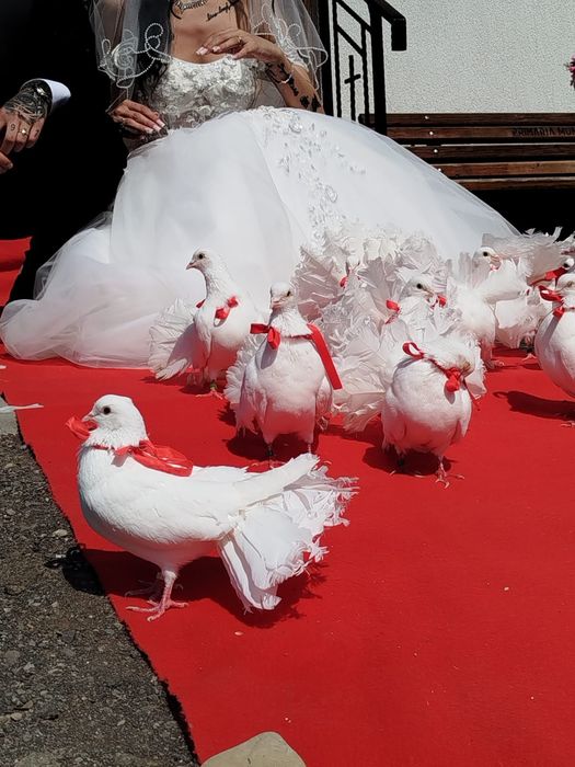 Porumbei albi, stâlpi albi și covor roșu
