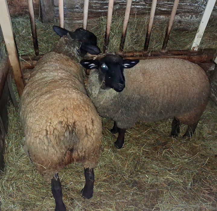 De vânzare 2 oi suffolk şi o oaie cu miel