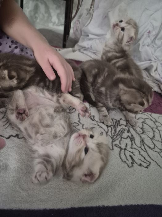 Продам шотландских котят