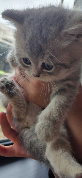 Котята , окрас голубое золото шиншила, серебристая шиншила