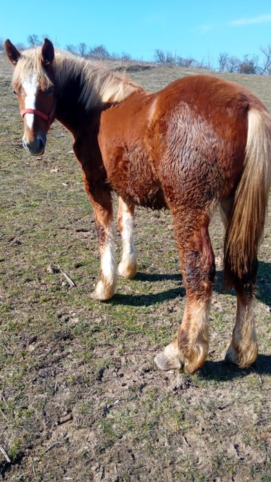 Vând mânz de 11 luni