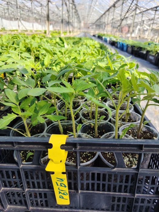 Разсад пикирани домати