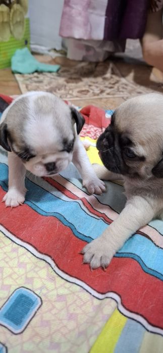 Продам щенков МОПСА