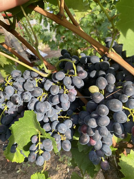 Butasi vita de vie!!!