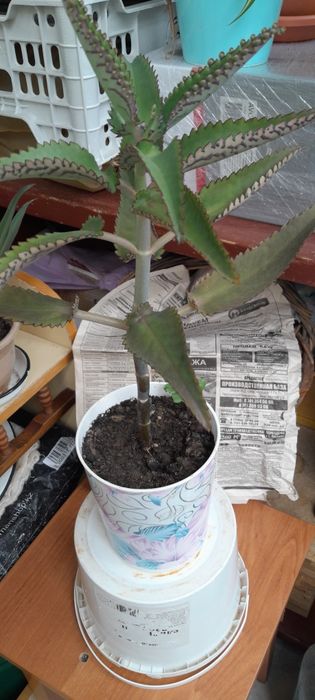 Продам цветы домашние