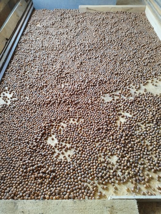 Alune de pădure,bio