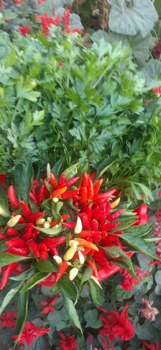 Маринованный горький перец