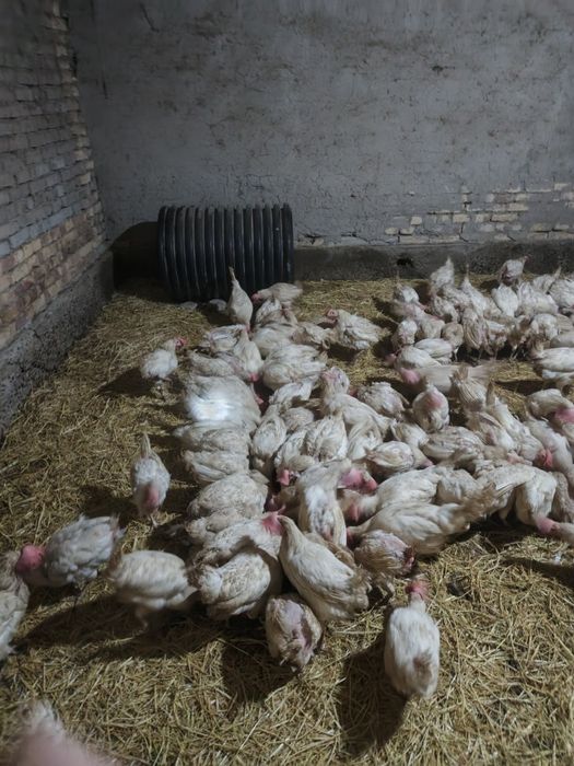 Товукла сотилади ,18 ва  20 ойлик.нархи 40 000 дан 75000 гача