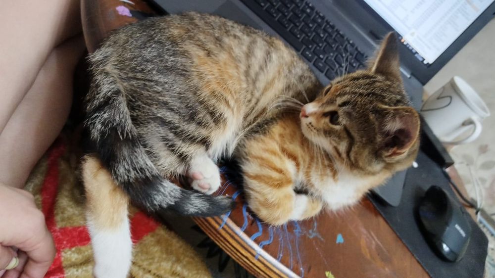 Отдам кошечку в добрые руки)