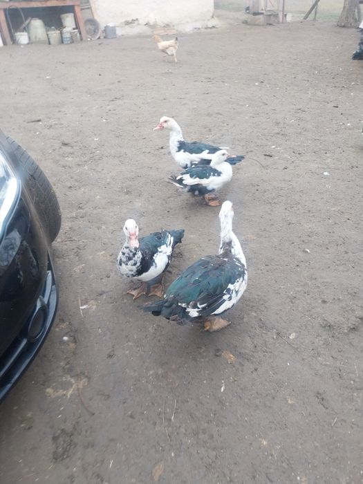 Vând rațe mute și rate de casă crescute bio