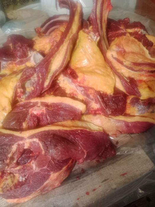 Мяса конины, доставка бесплатно .
