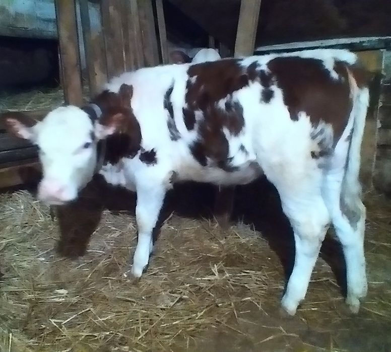 Vițea bălțată de Vînzare