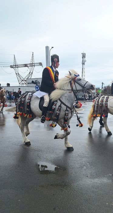 Vand iapa semigrea in vârstă de 11 ani