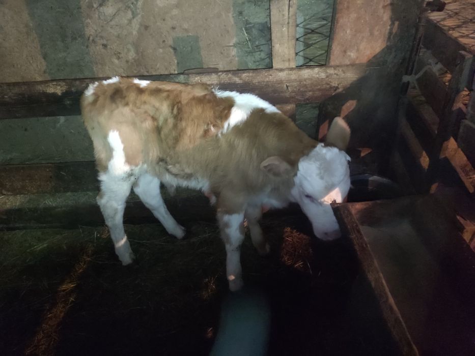 Бычок 25 дней , еркек бұзау сатылады