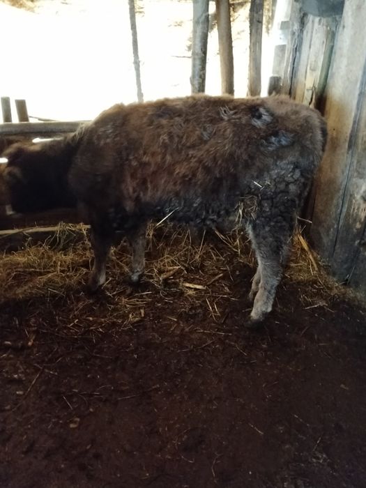 Vind vitale bălțate