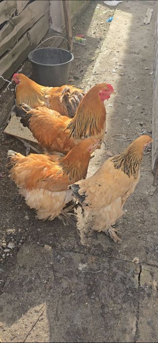 Полевая брама продам