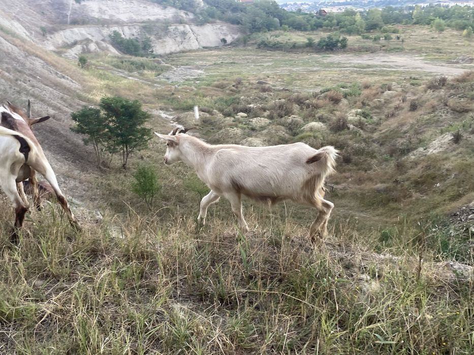 Tap/Iedute/capre de vanzare
