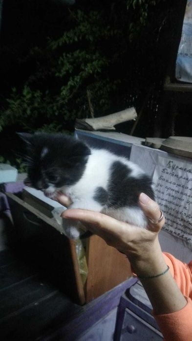 Отдадим котят в хорошие руки
