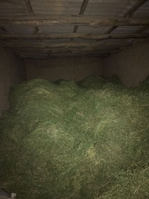 Таза жоңышқа сатылады