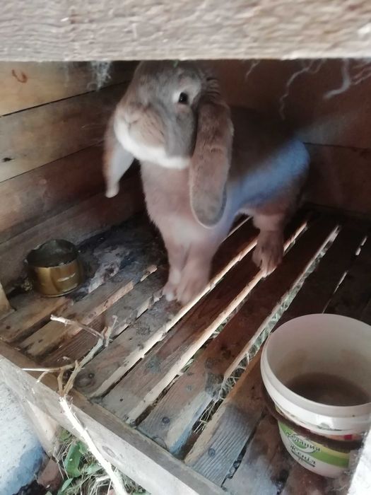 Продам кроликов! Срочно!