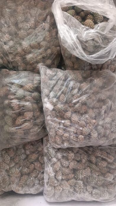 Продам свежую шишку
