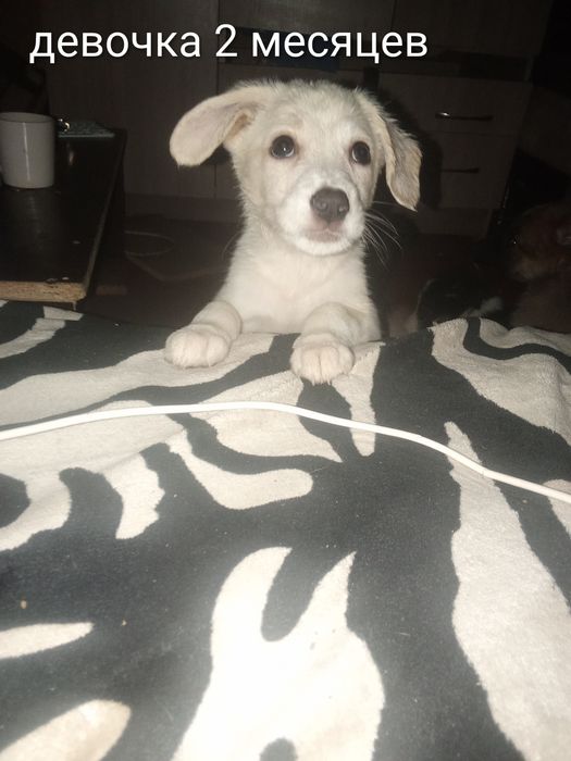 Щенки метисы самоеда